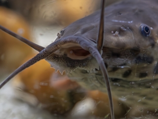 Callichthys serralabium Callichthys serralabium