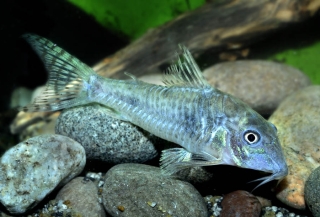 Corydoras aurofrenatus