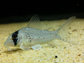 Corydoras iiap