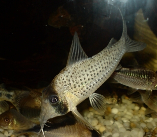 Corydoras iiap