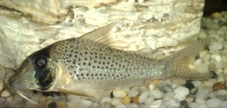 Corydoras iiap