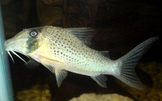 Corydoras iiap