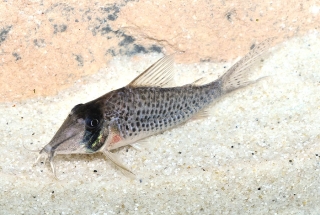 Corydoras iiap