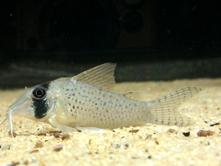 Corydoras iiap