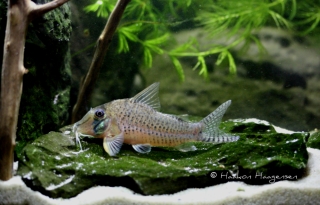 Corydoras iiap
