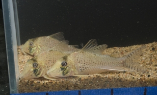 Corydoras iiap