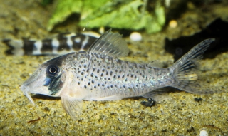 Corydoras iiap