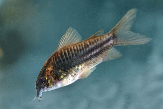 Gastrodermus cf. elegans