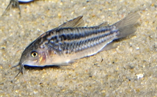 Gastrodermus cf. elegans