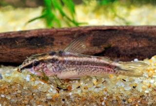 Gastrodermus gracilis