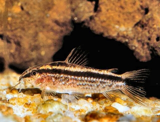 Gastrodermus gracilis