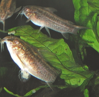 Gastrodermus gracilis