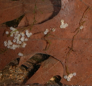 Gastrodermus gracilis