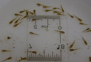 Gastrodermus gracilis