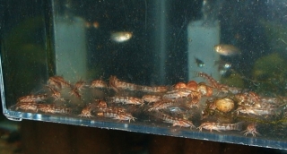 Gastrodermus gracilis