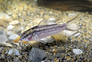 Gastrodermus gracilis