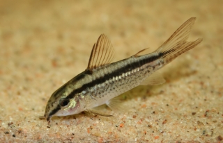 Gastrodermus gracilis