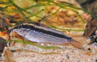 Gastrodermus gracilis