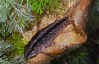 Gastrodermus gracilis