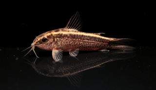 Gastrodermus gracilis