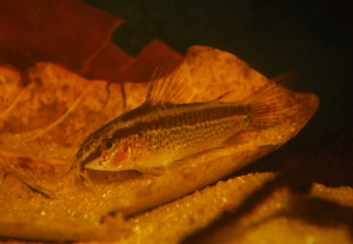 Gastrodermus gracilis