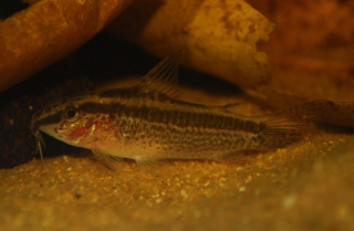 Gastrodermus gracilis