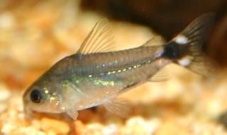 Gastrodermus hastatus