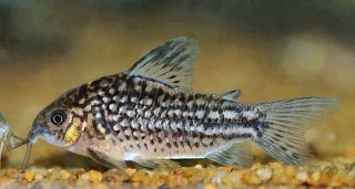 Gastrodermus napoensis