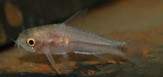 Gastrodermus pygmaeus