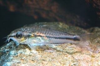 Gastrodermus pygmaeus