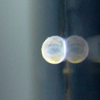 Gastrodermus pygmaeus