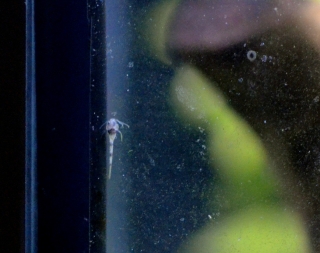 Gastrodermus pygmaeus