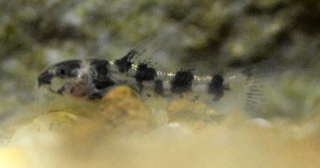Gastrodermus pygmaeus