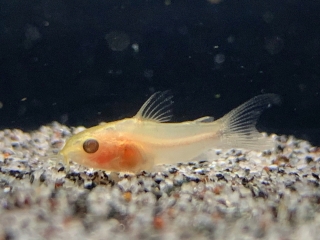 Gastrodermus pygmaeus