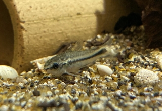 Gastrodermus pygmaeus