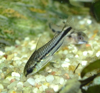 Gastrodermus pygmaeus