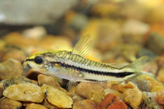 Gastrodermus pygmaeus