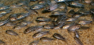 Gastrodermus pygmaeus