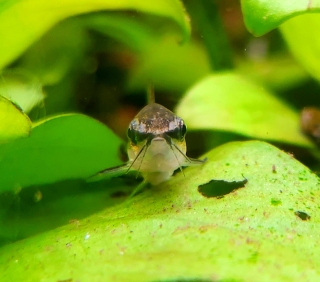 Gastrodermus pygmaeus