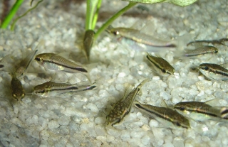 Gastrodermus pygmaeus