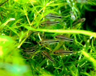 Gastrodermus pygmaeus