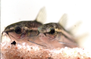 Gastrodermus pygmaeus