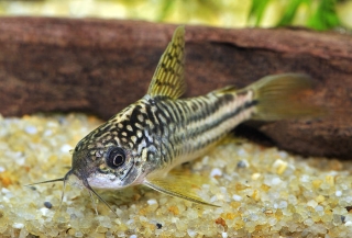 Gastrodermus sp. (C123)