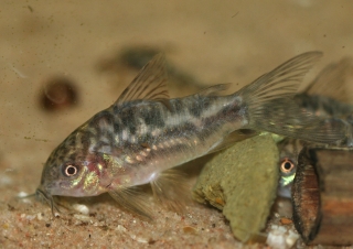 Gastrodermus sp. (Cw022)