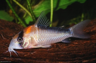 Hoplisoma adolfoi