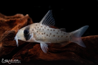 Hoplisoma atropersonatum