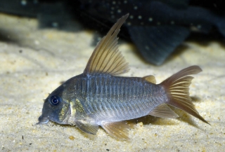 Hoplisoma concolor