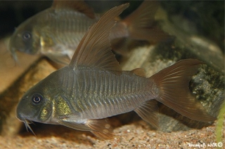 Hoplisoma concolor