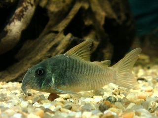 Hoplisoma concolor