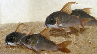 Hoplisoma concolor